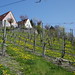 Robert Vineyard Photo 9