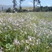 Barbara Wilcox Photo 36