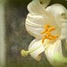 Suzanne Jimenez Photo 21