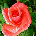 Fayez Ahmed Photo 11