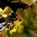 Rickey Green Photo 6
