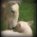 Christian Lamb Photo 11