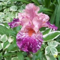 Shirley Thompson Photo 46