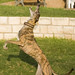 Carroll Timms Photo 4