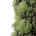 Misty Moss Photo 29
