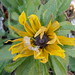 Susan Bloom Photo 35