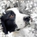 Don Collie Photo 21