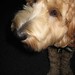 Sandy Cohen Photo 29