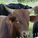 Troy Bull Photo 16