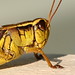 Rose Hopper Photo 14