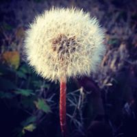 Carolyn Surber Photo 9