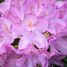 John Downs Photo 19