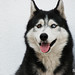 William Perro Photo 11