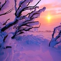 Dianne Nicholson Photo 8