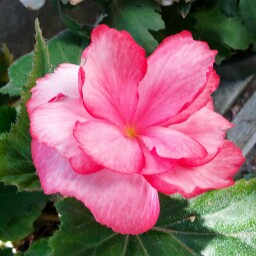 Donna Wolfe Photo 43