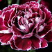 Ruby White Photo 36