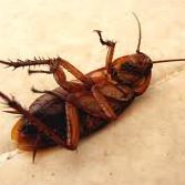 Ricky Roach Photo 21