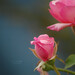 Janis Reed Photo 27