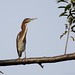 Michael Heron Photo 8