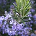 Rosemary Green Photo 32