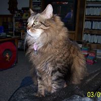 Misty Little Photo 7