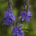 Veronica Flowers Photo 26
