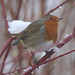 Andrew Robins Photo 30