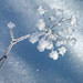 Crystal Flowers Photo 39