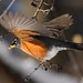 Robin Clement Photo 7