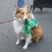 Pat Collie Photo 11