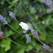 Anna Holley Photo 11