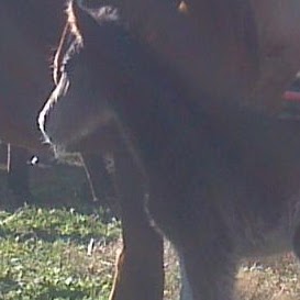 Terri Rogers Photo 27