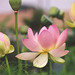 Khiet Nguyen Photo 31