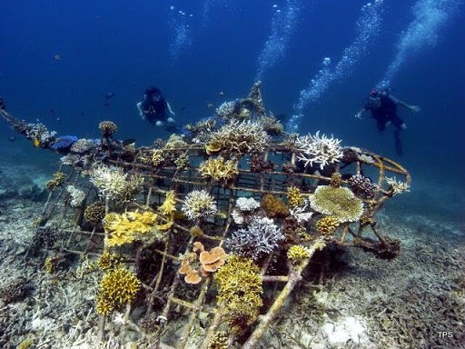 Jack Fish Photo 37