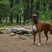 Forst Brown Photo 4