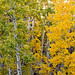 Aspen Walker Photo 15