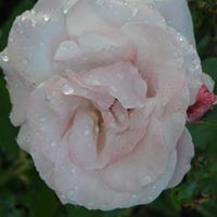 Barbara Rayner Photo 19