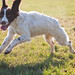 Dexter Springer Photo 4