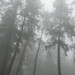 Forrest Gray Photo 28