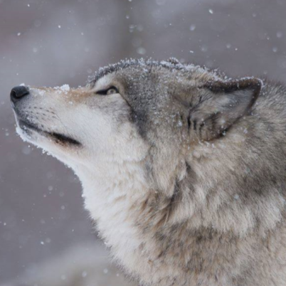 Marie Wolf Photo 31