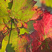 Autumn Roman Photo 13