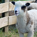 William Lamb Photo 16
