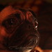 Bryan Coburn Photo 16