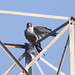 Edward Falcon Photo 16