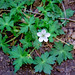 Flora Williams Photo 20