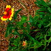 Patricia Gorden Photo 4
