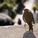 Robin Welsh Photo 24