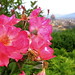 Florence Bloom Photo 12