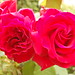 Rosa Williams Photo 16