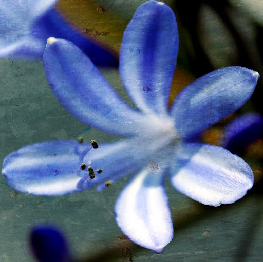 Julie Burr Photo 8